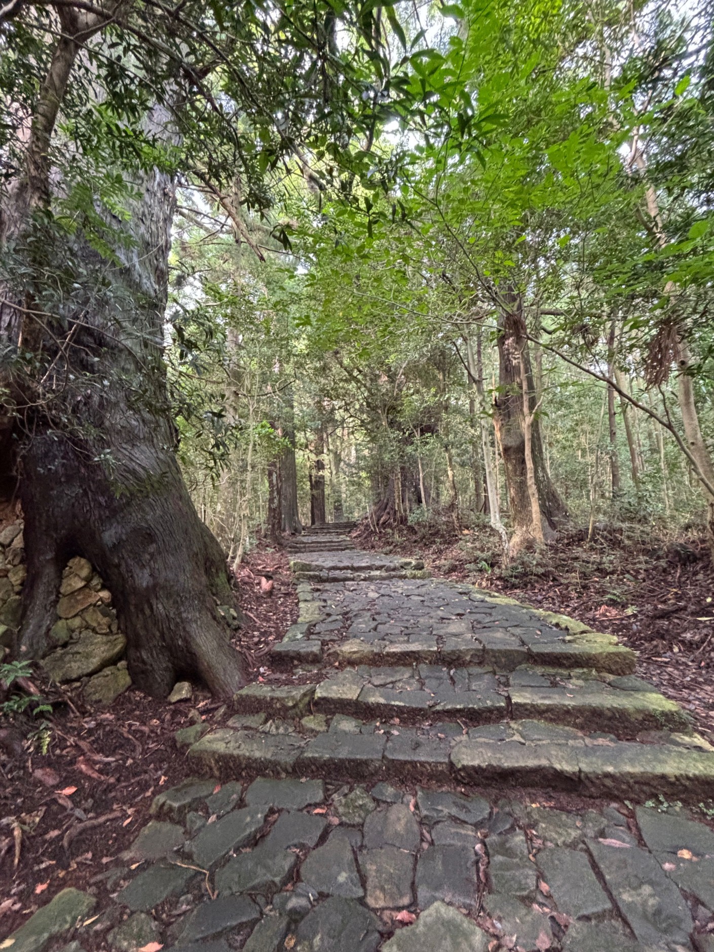 熊野古道4