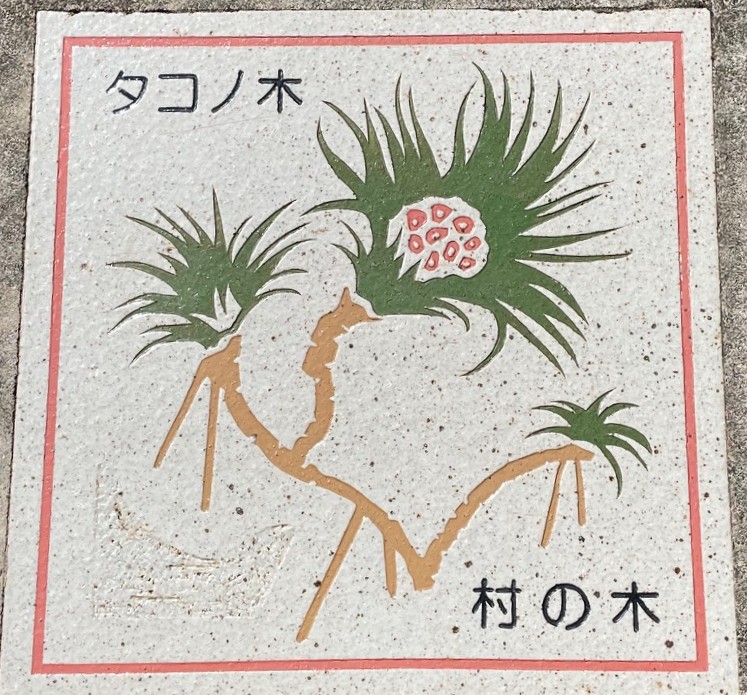 母島17