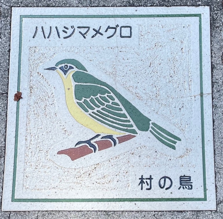 母島14