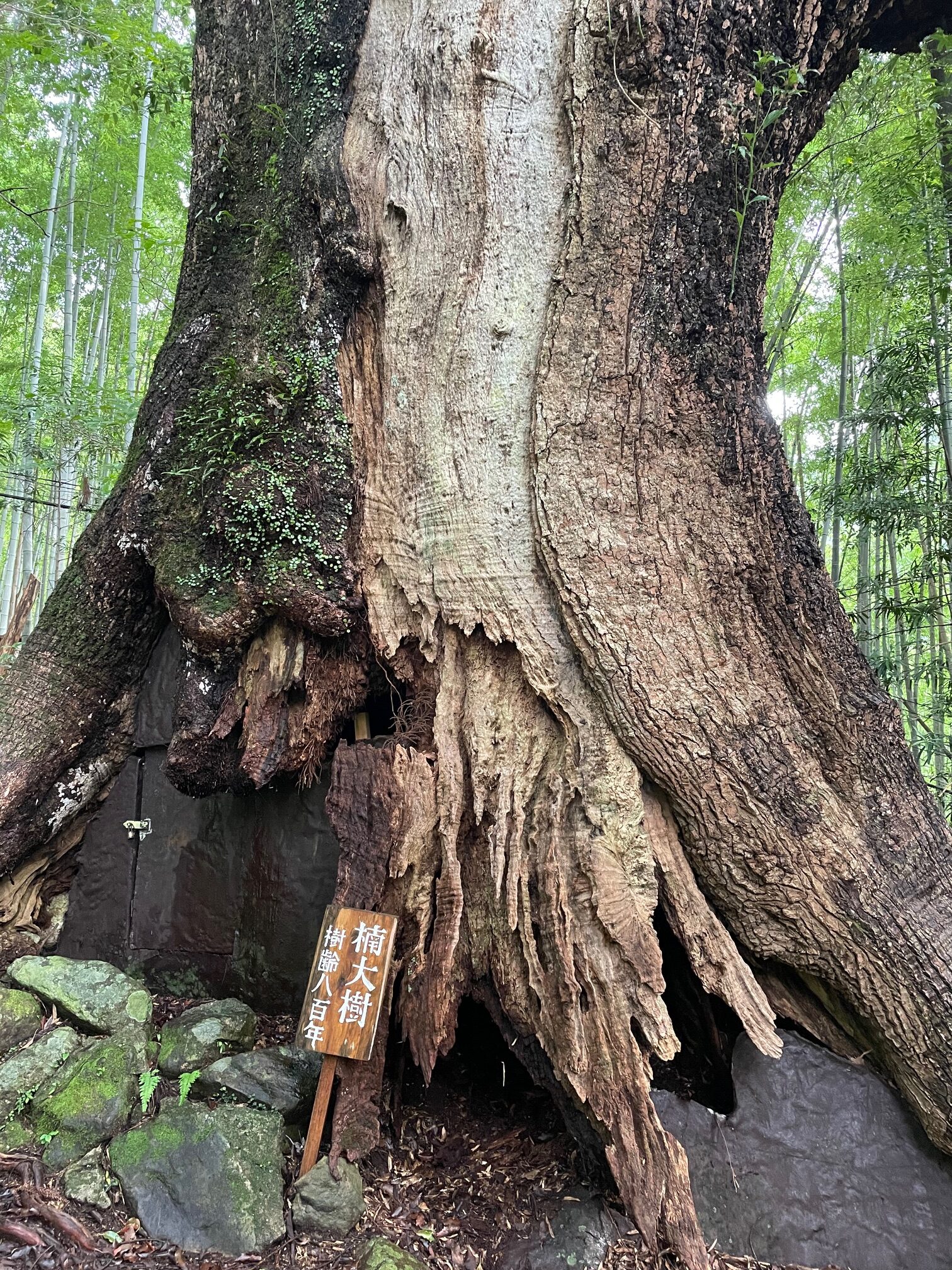 熊野古道8