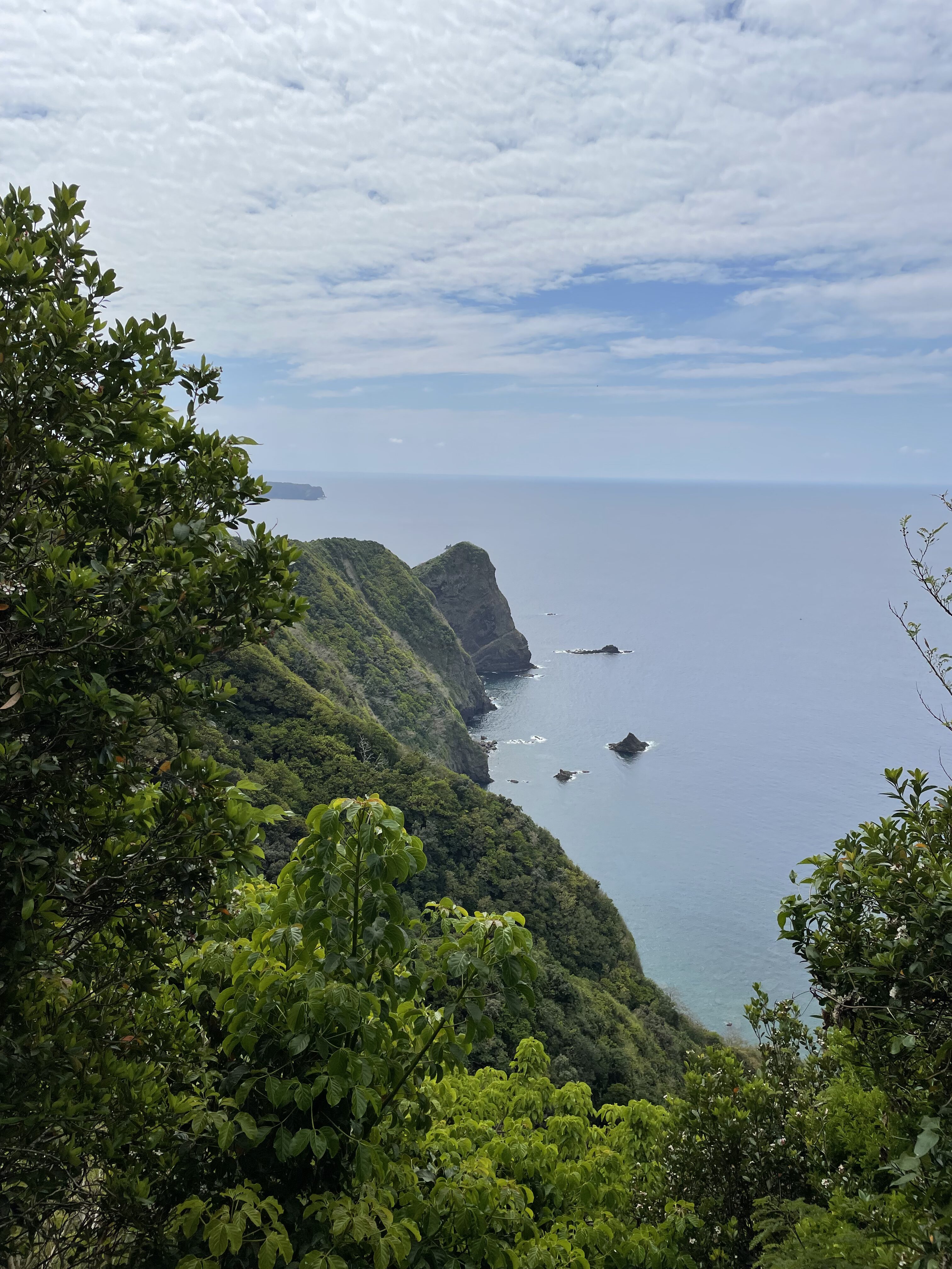 母島6