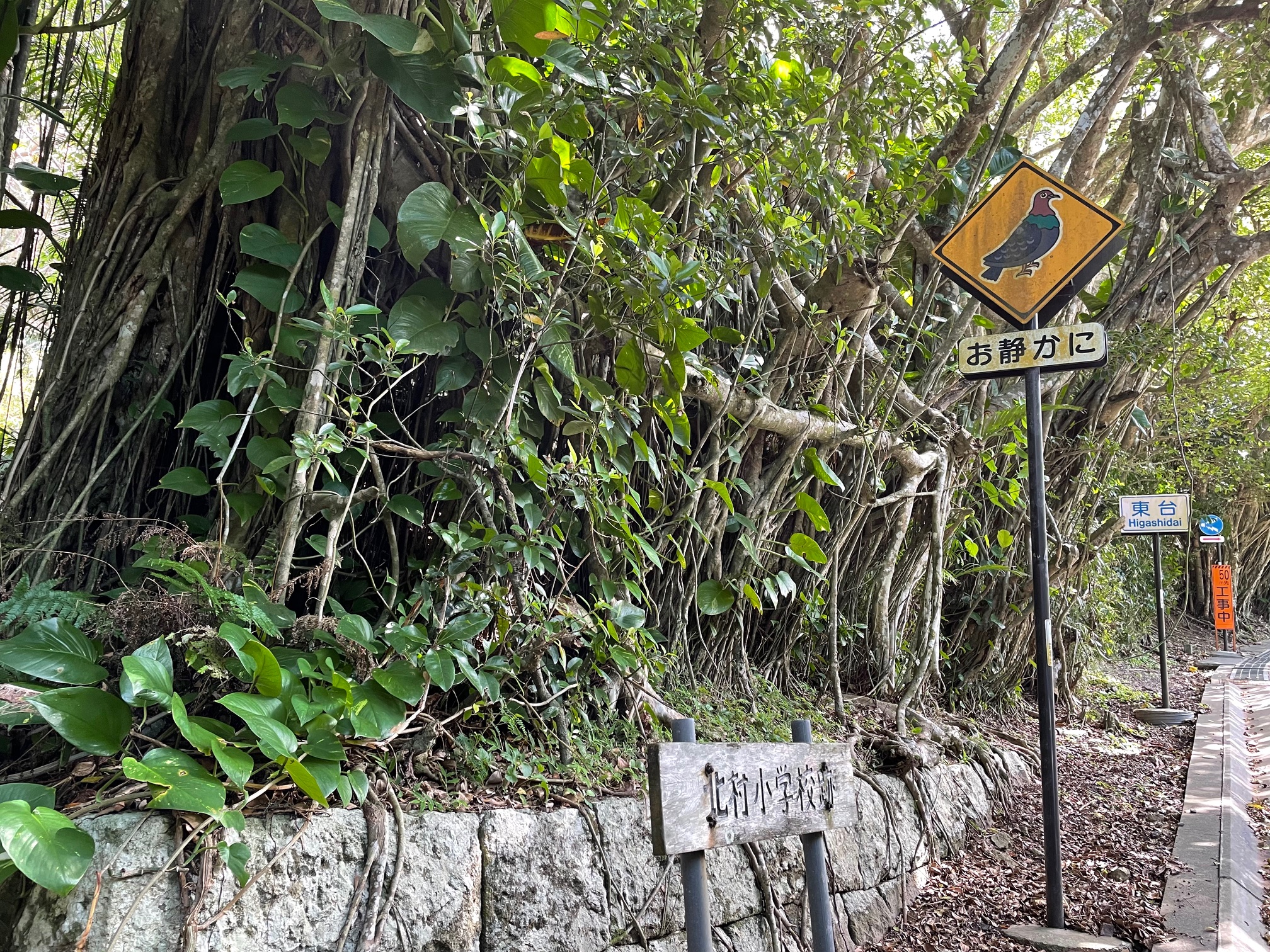 母島4