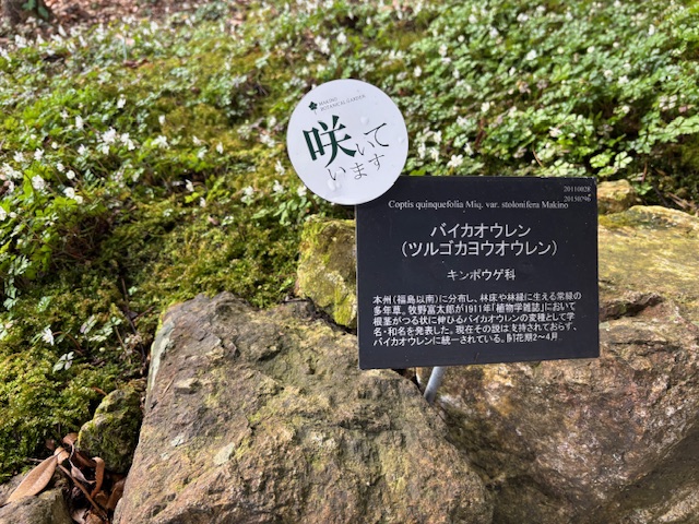 牧野植物園2
