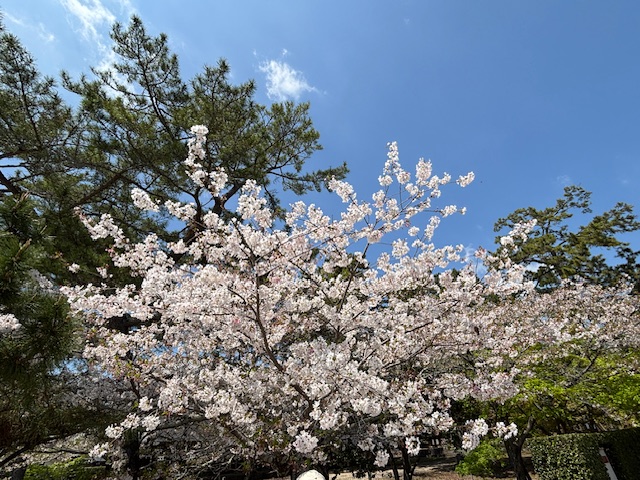 法隆寺11