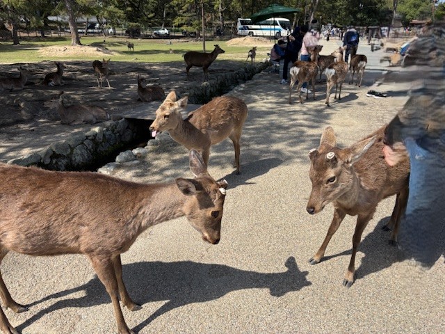 奈良公園1