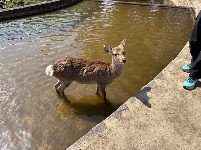 奈良公園2