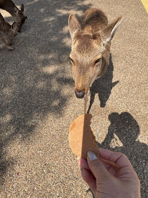 奈良公園3