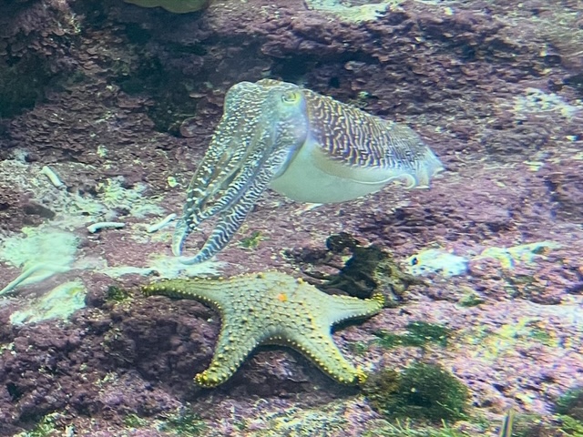 美ら海水族館7