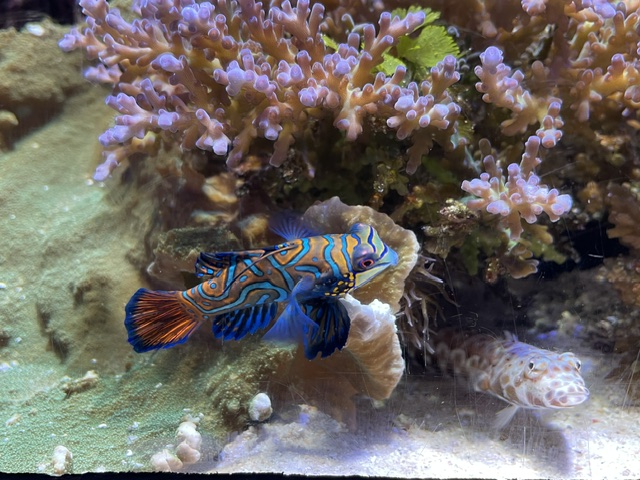 美ら海水族館