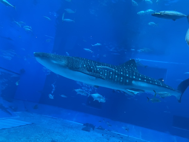 美ら海水族館3