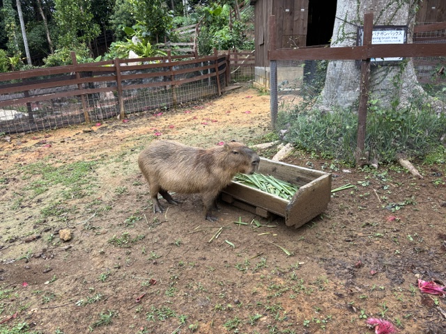 東南植物楽園5