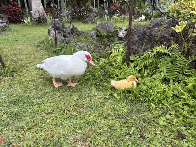 東南植物楽園6