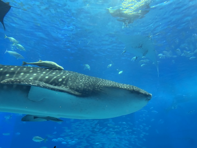 美ら海水族館4