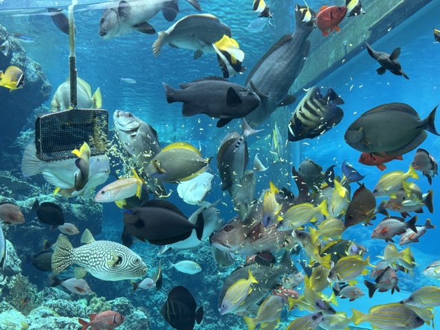 美ら海水族館5