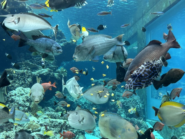 美ら海水族館6